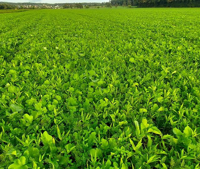 Zwischenfrüchte, Greening!