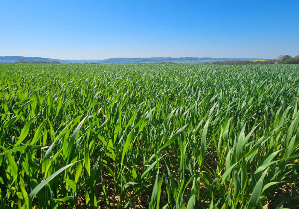 Getreideanbau - Produkte