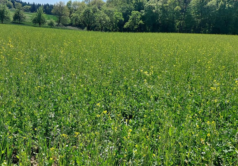 Zwischenfrüchte - Produkte